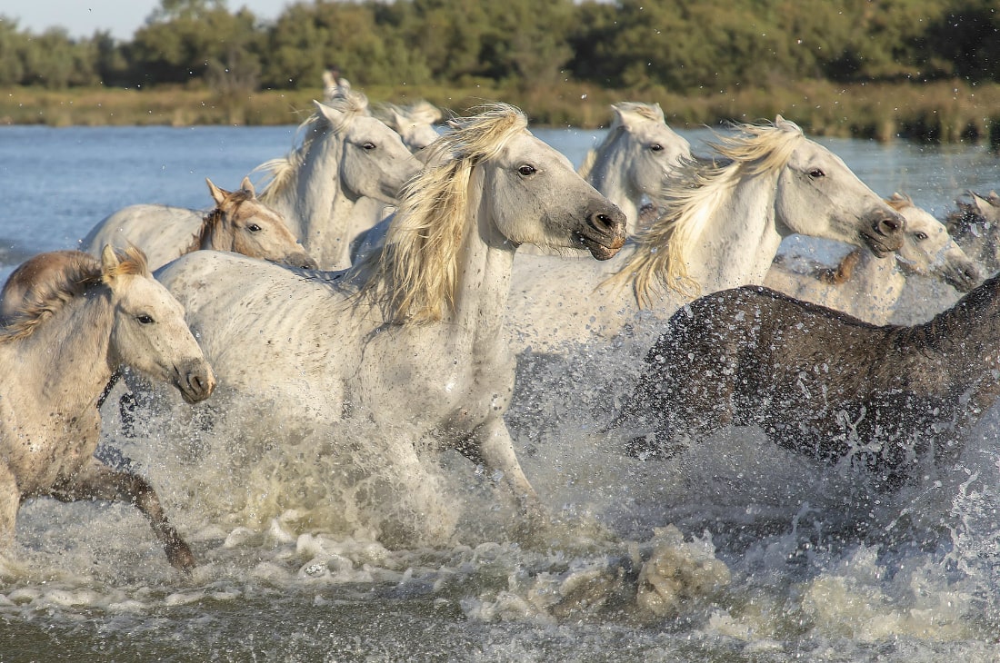 Herd of the wild white horses in the Camargue National Reserve